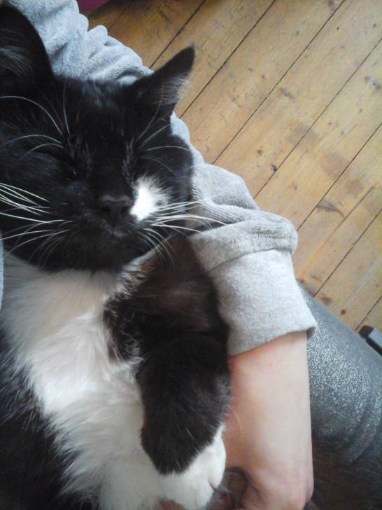 Victor - Mâle (2 ans)