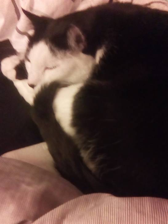 Patches - Mâle (7 ans)