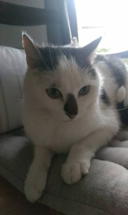 Pixel - Mâle (2 ans)