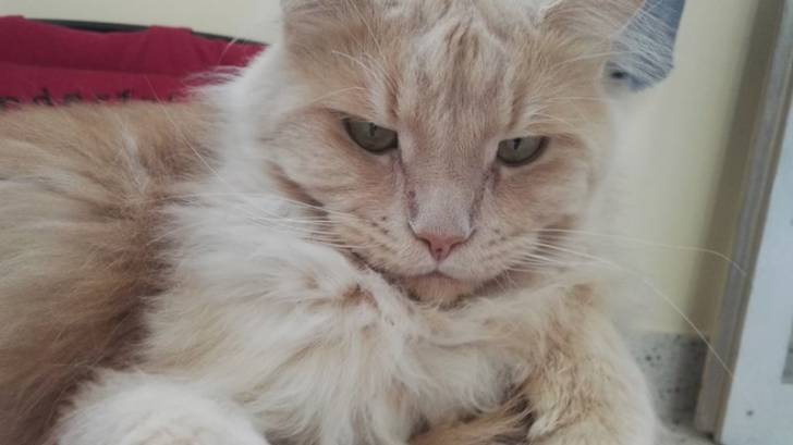 Inji pas content - Mâle (4 ans)