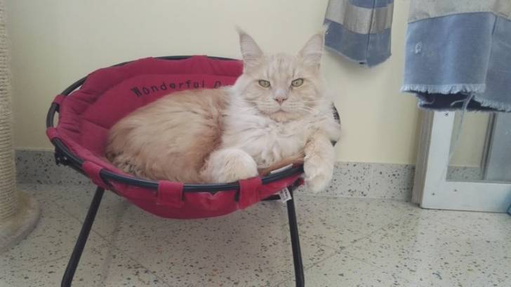 Inji - Mâle (4 ans)