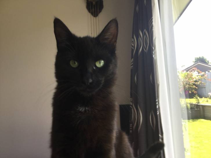 Foxy - Mâle (8 mois)