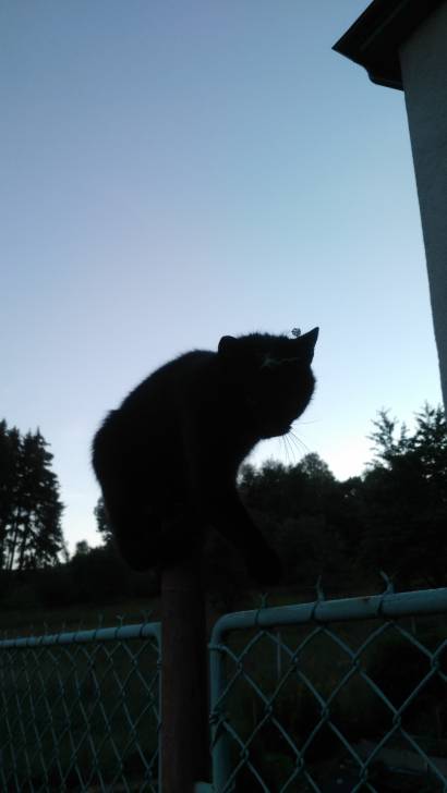 Cat -