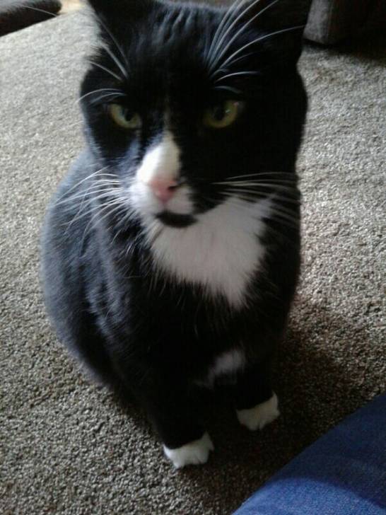 Big Boy - Mâle (8 ans)