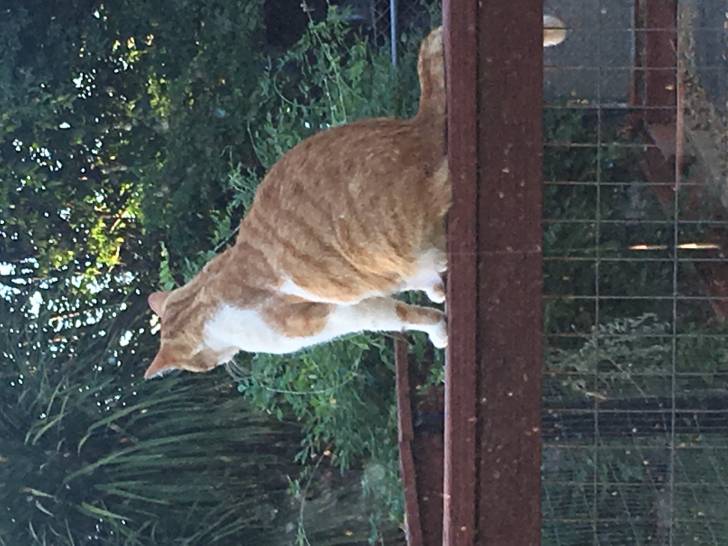 Arthur - Mâle (3 ans)