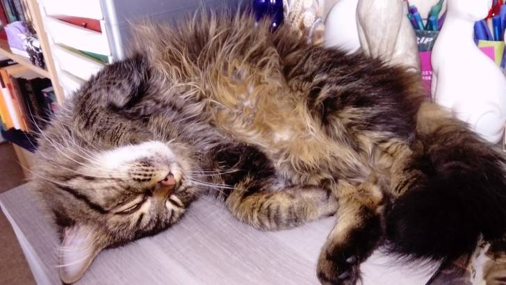 Happy - Mâle (4 ans)
