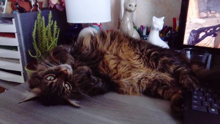 Happy - Mâle (4 ans)