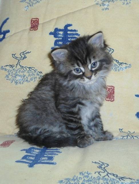 Sunny - Mâle (2 mois)