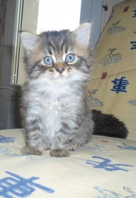 Happy - Mâle (2 mois)