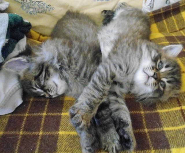 Happy et Sunny - Mâle (2 mois)