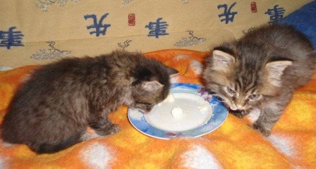 Happy et Sunny - Mâle (2 mois)