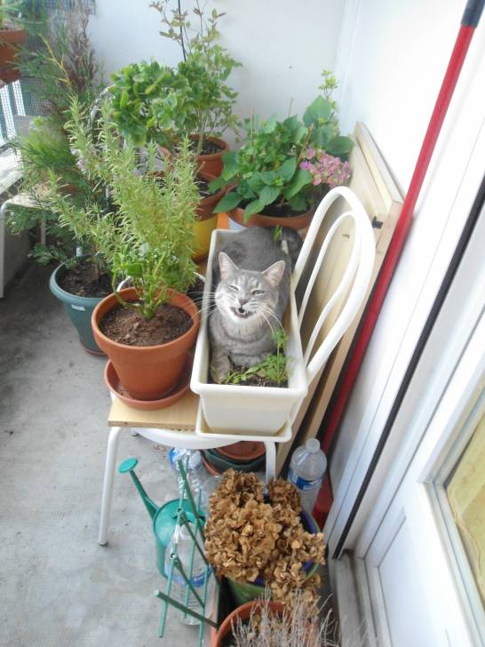 Loona-Blue - (7 ans)