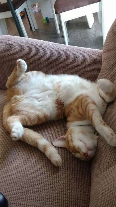 Pumpkin - Mâle (9 mois)