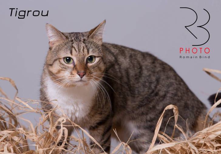 Tigrou - Mâle (4 ans)