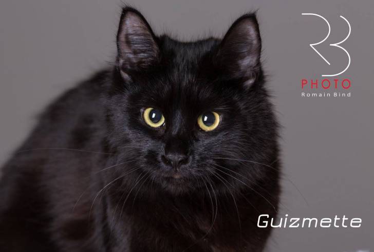 Guizmette - (1 an)