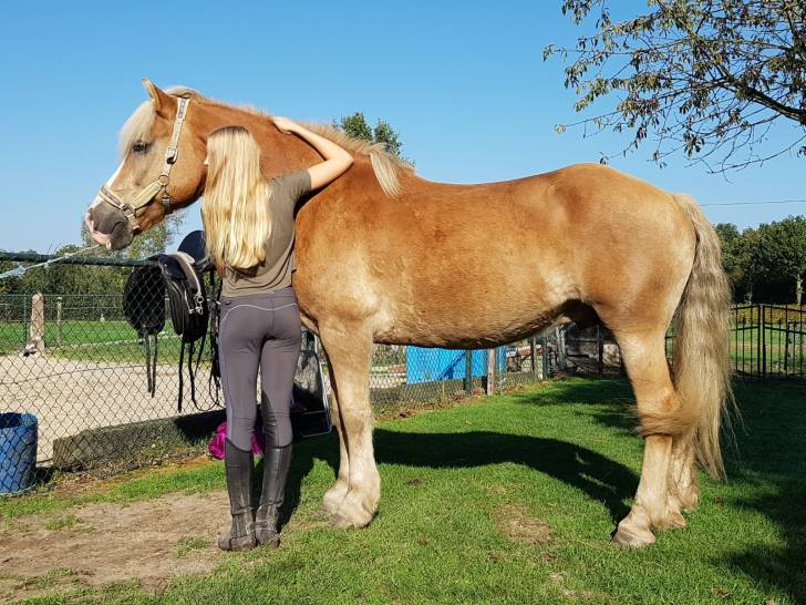 Norton - Mâle (16 ans)