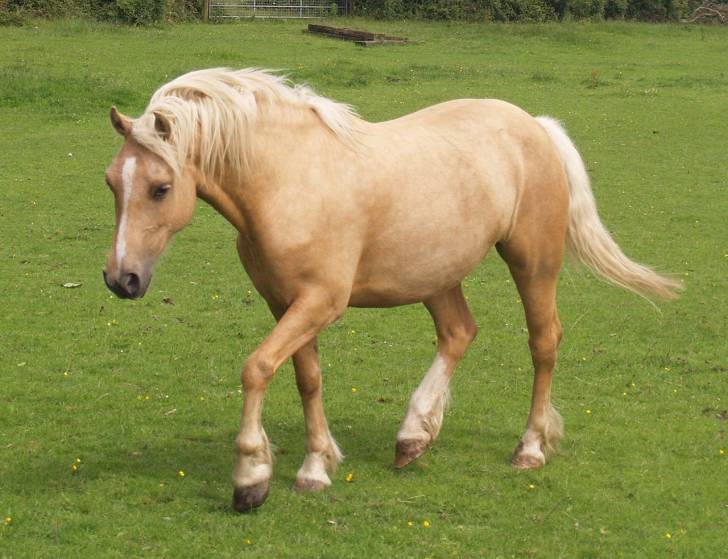 pacifico - Mâle (10 ans)