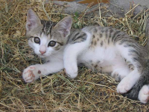 Encore pti chat -