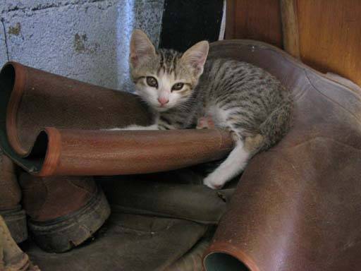 Pti chat sur sa botte -