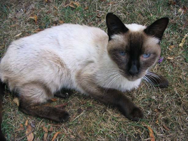 Mouley -