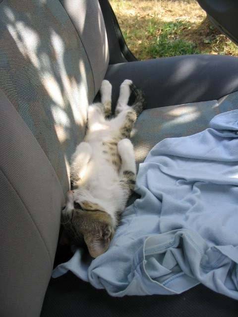 Pti chat dans la voiture -