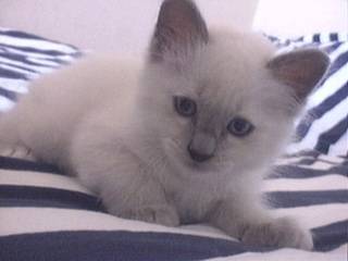 Shadow aime la camera -
