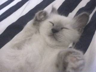Shadow le plus beau -