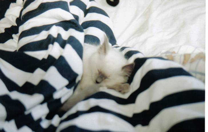Shadow fait dodo dans le lit de sa maitresse qu4elle pacha celui la -