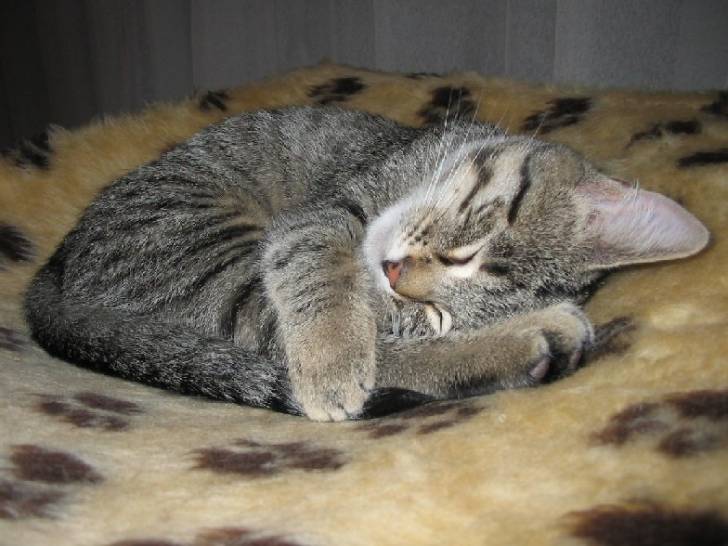 Gros dodo dans arbre a chats -