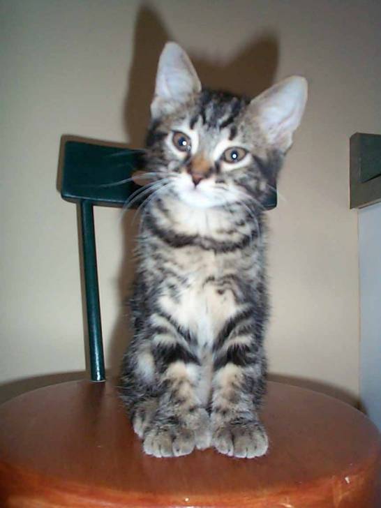 Charlie coquette -