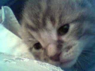 Troisieme portée 5chatons -