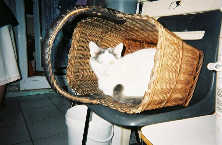 Mon chat à moi!!!! -