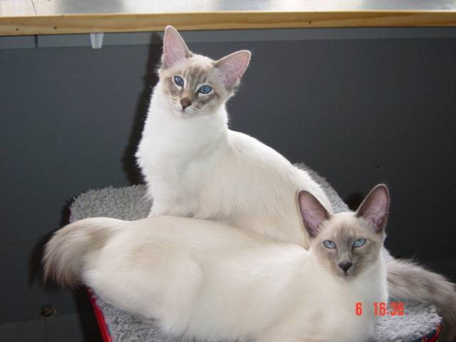 Ulotte et ulysse -