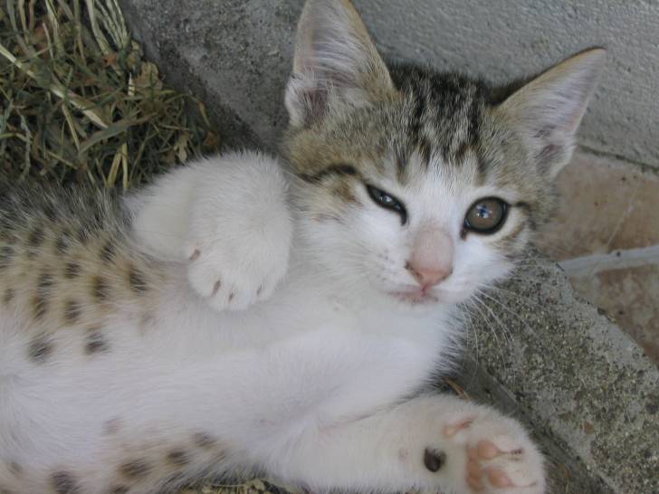 Clein d'oeil -