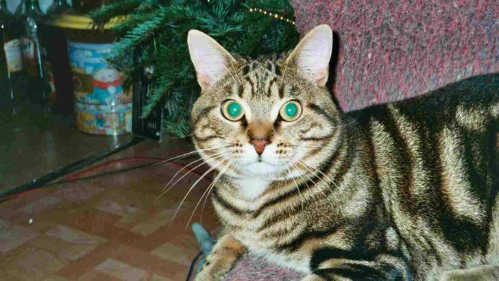 Mon premier noël, j'avais 10 mois... - (10 mois)