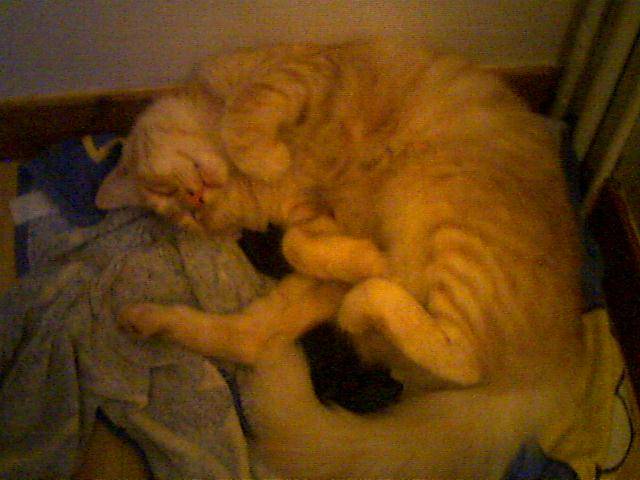 Tigrou en pleine activité... -