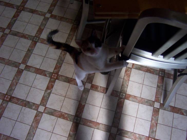 Coucou -