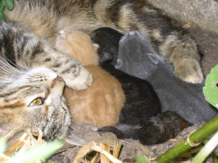 Bien au chaud avec maman -