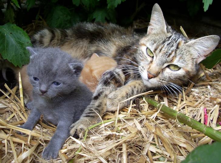 Sherman (3 semaines) et sa maman -