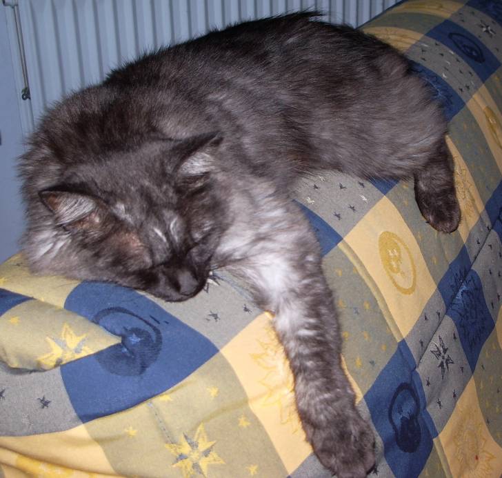 Je suis crevee - luna 3 ans 1/2 - (3 ans et demi)