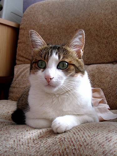 Portrait -