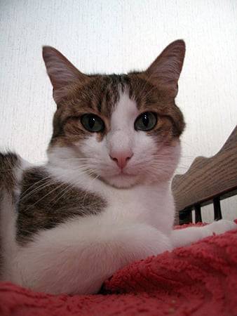 Portrait 2 -
