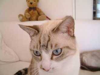 Crois? Siamois -