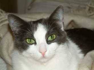 Crois? Birman/Europ?en -