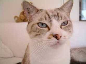 Crois? Siamois -
