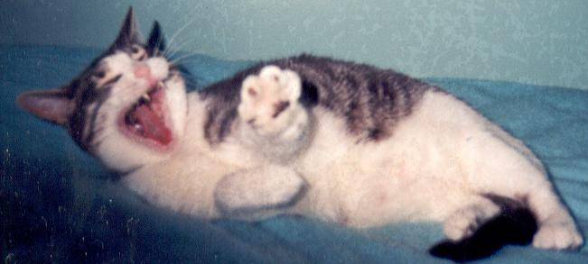 Chat domestique - (6 ans)