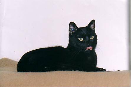 Goutti?re crois? chat d'orient -