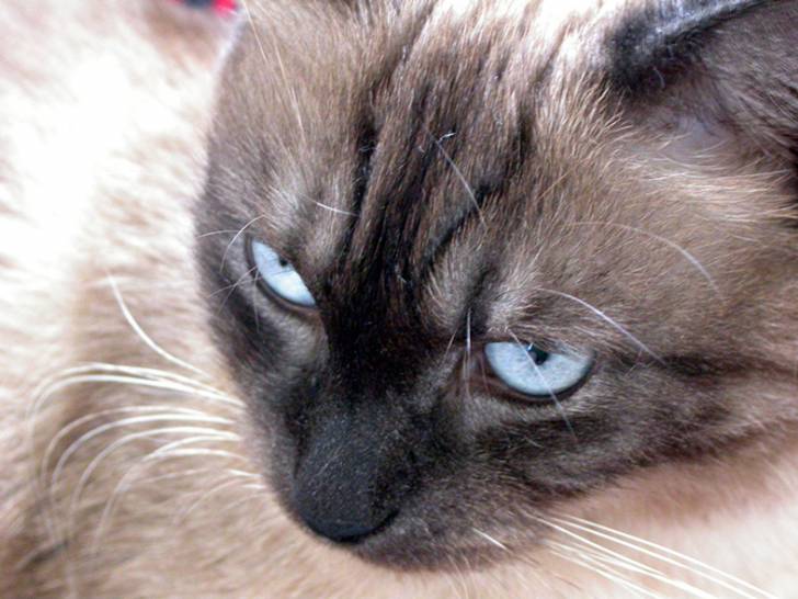 Siamoise -