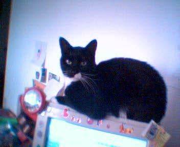Chat gentil et collant -