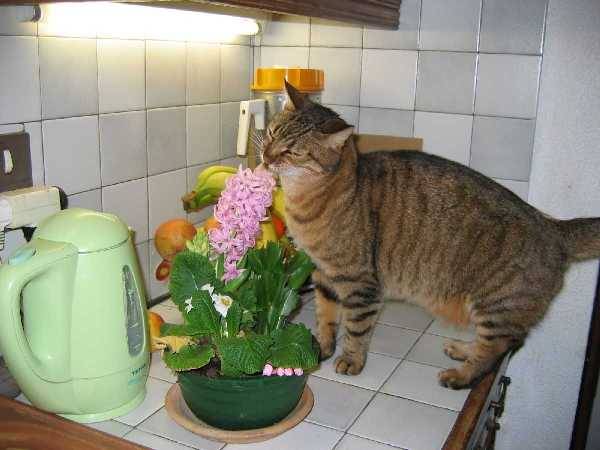 Chat europ?en -